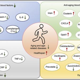 exercices et bactéries